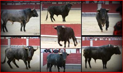 TOROS EN MADRID SAN ISIDRO